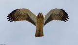 Aigle bott, Hieraaetus pennatus
