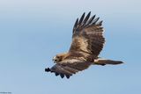 Aigle bott, Hieraaetus pennatus