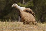 Vautour fauve, Gyps fulvus