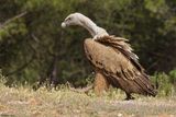 Vautour fauve, Gyps fulvus