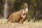 Vautour fauve, Gyps fulvus