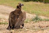 Vautour moine, Aegypius monachus