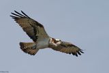 Balbuzard pcheur, Pandion haliaetus