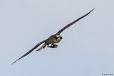 Balbuzard pcheur, Pandion haliaetus