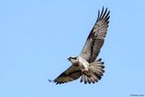 Balbuzard pcheur, Pandion haliaetus