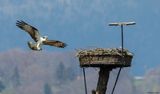 Balbuzard pcheur, Pandion haliaetus