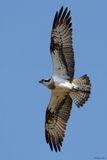 Balbuzard pcheur, Pandion haliaetus