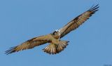 Balbuzard pcheur, Pandion haliaetus