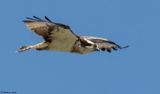 Balbuzard pcheur, Pandion haliaetus