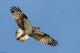 Balbuzard pcheur, Pandion haliaetus