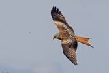 Milan royal, Milvus milvus