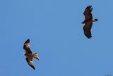 Aigle pomarin, Clanga pomarina