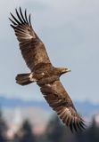 Aigle pomarin, Clanga pomarina