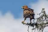 Aigle pomarin, Clanga pomarina