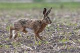 Livre dEurope, Lepus europaeus