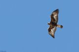 Aigle royal, Aquila chrysaetos