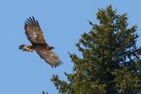 Aigle royal, Aquila chrysaetos
