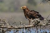 Aigle pomarin, Clanga pomarina