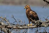 Aigle pomarin, Clanga pomarina