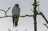 Faucon kobez, Falco vespertinus