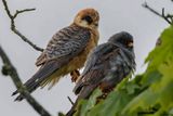Faucon kobez, Falco vespertinus