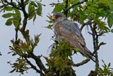 Faucon kobez, Falco vespertinus