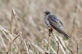 Faucon kobez, Falco vespertinus