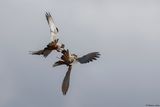 Faucon kobez, Falco vespertinus