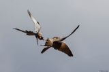 Faucon kobez, Falco vespertinus