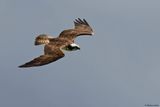 Balbuzard pcheur, Pandion haliaetus