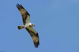 Balbuzard pcheur, Pandion haliaetus