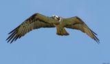 Balbuzard pcheur, Pandion haliaetus
