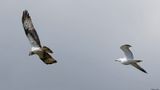 Balbuzard pcheur, Pandion haliaetus