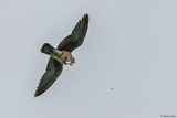 Faucon kobez, Falco vespertinus