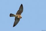 Faucon kobez, Falco vespertinus