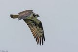 Balbuzard pcheur, Pandion haliaetus