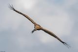 Aigle pomarin, Clanga pomarina