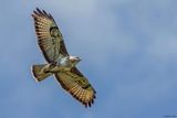 Buse variable, Buteo buteo