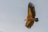 Vautour fauve, Gyps fulvus