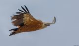 Vautour fauve, Gyps fulvus