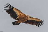 Vautour fauve, Gyps fulvus