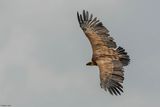 Vautour fauve, Gyps fulvus