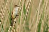 Rousserolle turdode, Acrocephalus arundinaceus