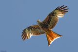 Milan royal, Milvus milvus