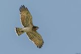 Circate Jean-le-Blanc, Circaetus gallicus