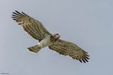 Circate Jean-le-Blanc, Circaetus gallicus