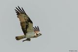 Balbuzard pcheur, Pandion haliaetus