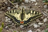 Machaon, Papilio machaon