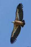 Vautour fauve, Gyps fulvus