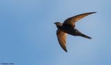 Martinet noir, Apus apus